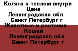 Котята с теплом внутри › Цена ­ 1 - Ленинградская обл., Санкт-Петербург г. Животные и растения » Кошки   . Ленинградская обл.,Санкт-Петербург г.